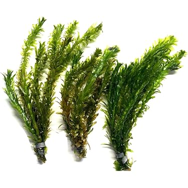amber plant Astilbe-Amber Moon 1C – Country Arbors Nursery