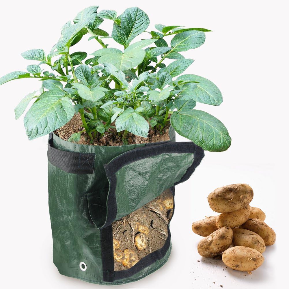 HTINAC 2 unidades Planta Patata, Maceta de Cultivo de Patata ...