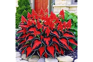 Perennial Hosta Seeds for Planting, Red, Stunning Foliage Variety with Rare Colorful Flowers, Multi-Use Landscaping, 200pcs