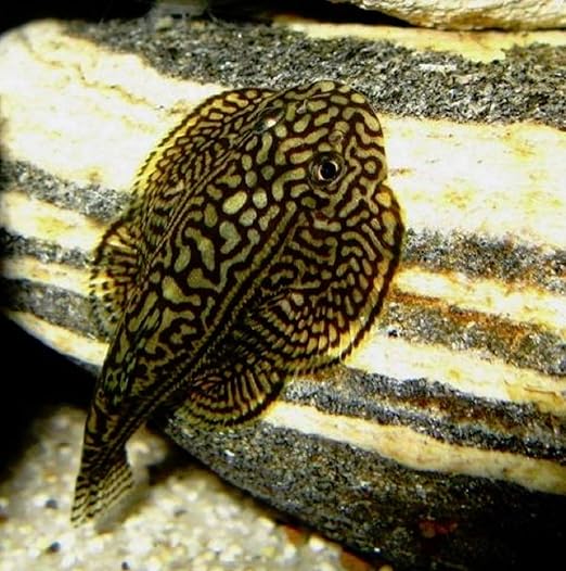 freshwater aquarium pets