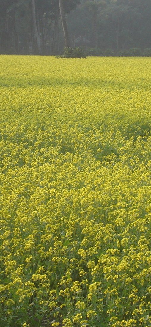 PeelitStickit, Beautiful Nature Wall Murals, ID-3212, vinyl