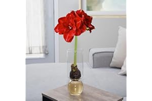 Chalily Amaryllis Bulbs Kit: Cherry Nymph in Stunning Custom Glass Vase NO Messy Soil Necessary Indoor Flowers and Blooms Many Color Options Red, Pink, White Wax Waxed Amaryllis Bulb Bulk
