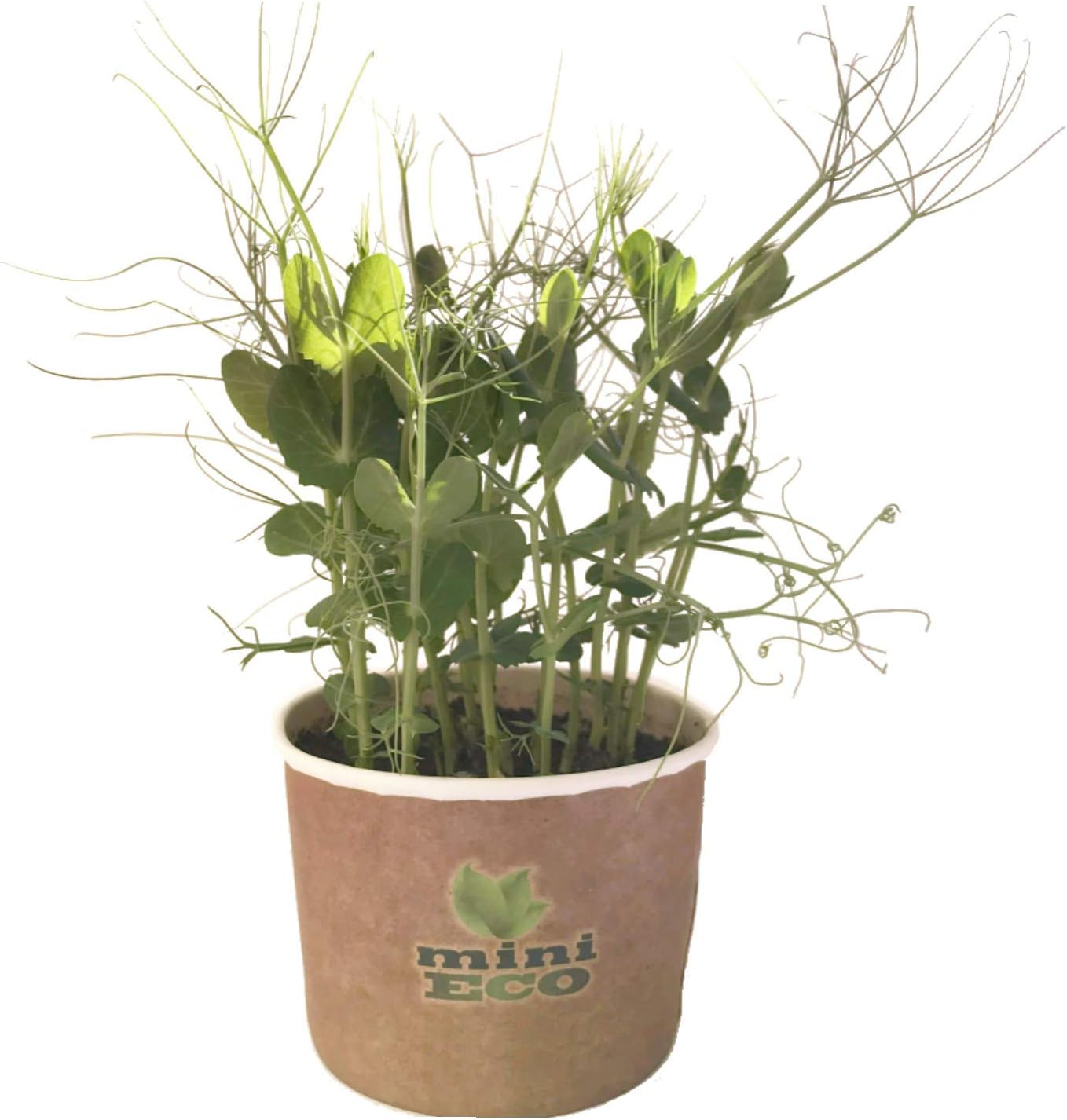 MiniEco Microgreens Growing Kit For Tendril Pea Seeds. Your HEALTHY LIFE Can Start Now!