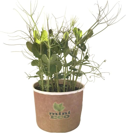 MiniEco Los Microgreens Semillas para Brotes De Zarcillos De ...