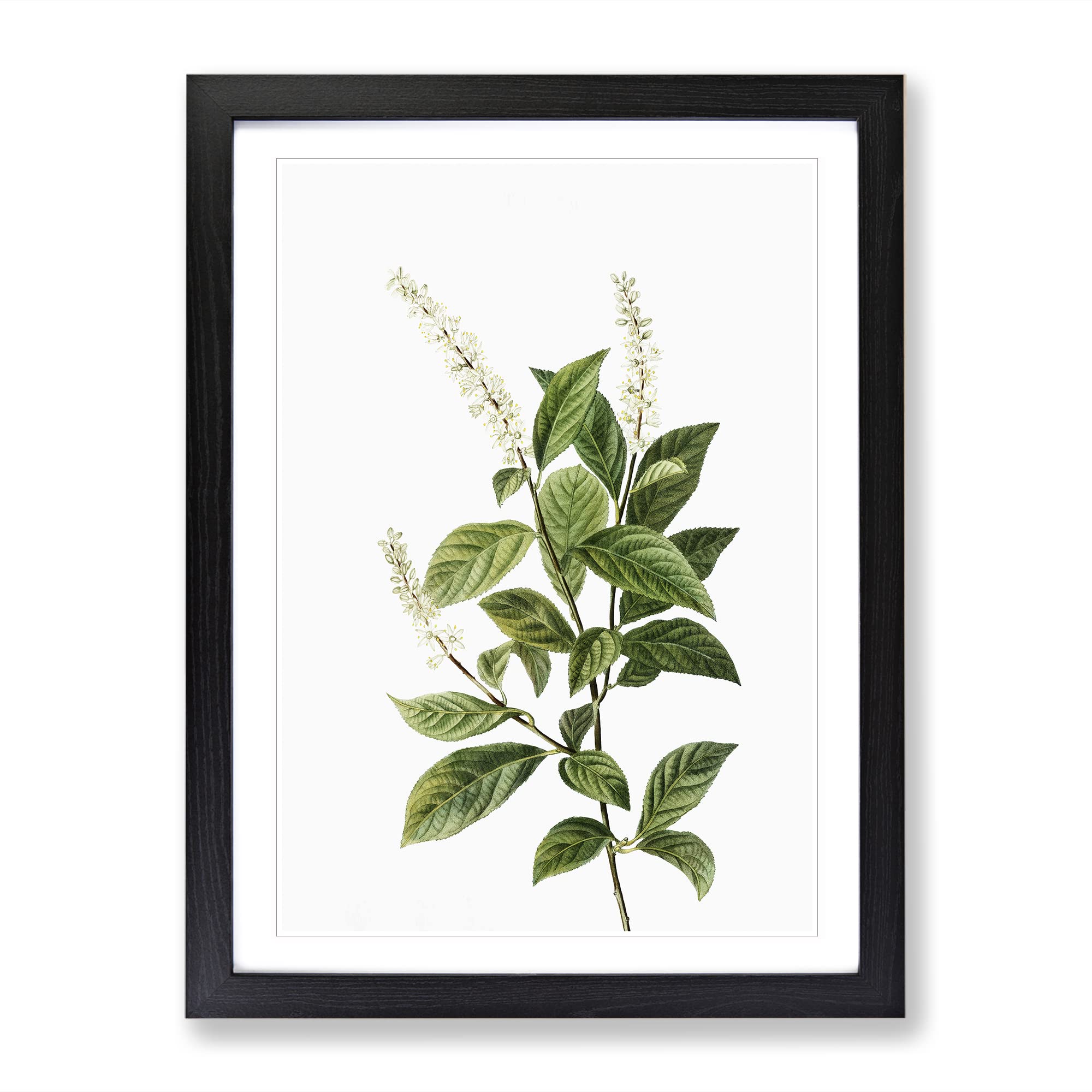 Virginia Sweetspire Flowers By Pierre Joseph Redoute Vintage Framed Wall Art Print, Ready to Hang Picture for Living Room Bedroom Home Office Décor, Black A4 (34 x 25 cm)