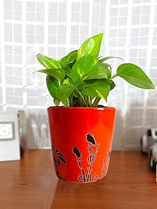 Rolling Nature Good Luck Money Plant in Orange Bucket Aroez Ceramic Pot