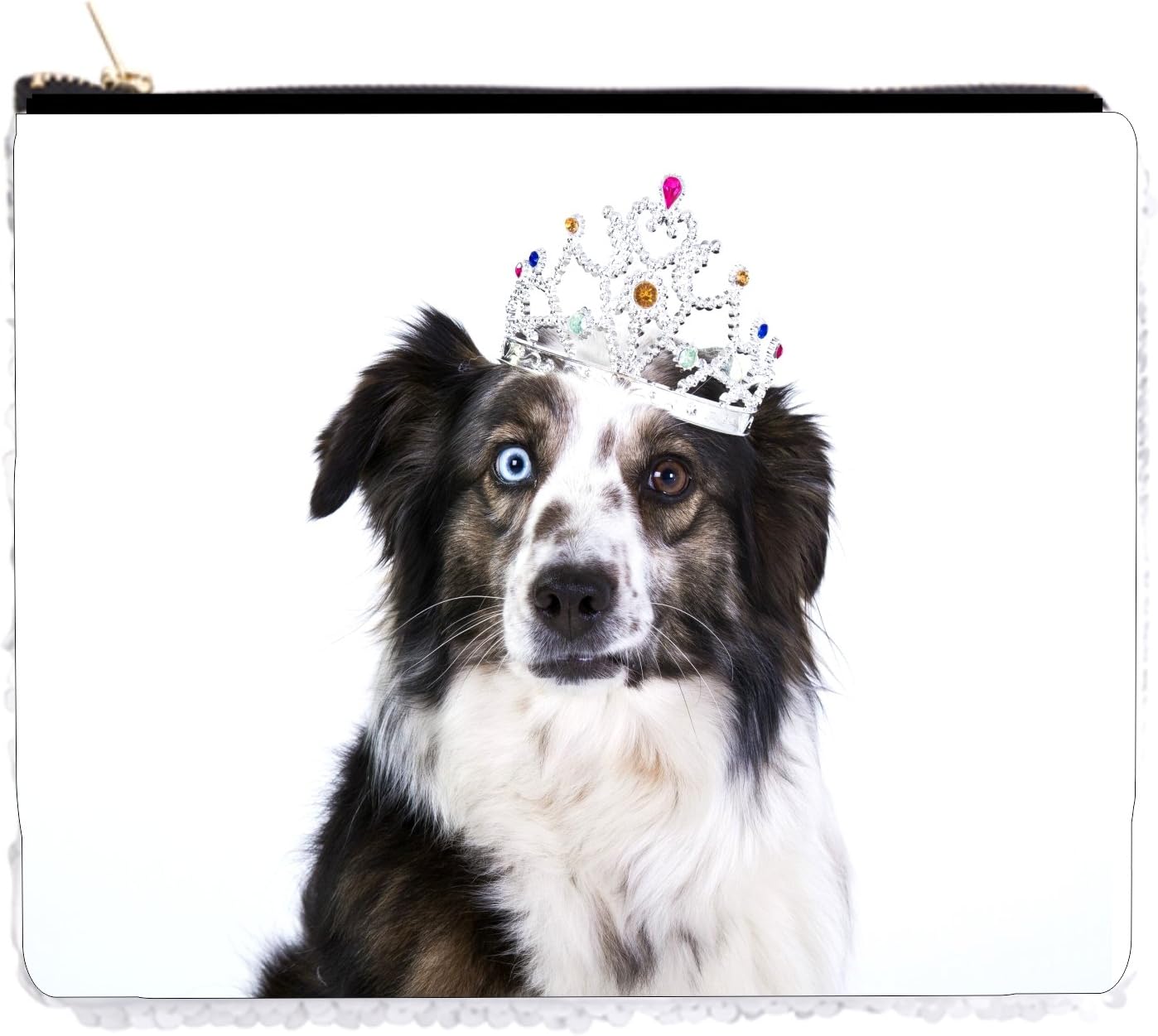 medium sized black and white dog