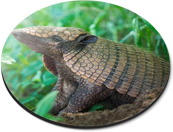 Amazon ラウンドマウスマット かわいい赤ちゃん動物アルマジロオフィスのギフト Rm3053 Destination Vinyl Ltd マウスパッド 通販