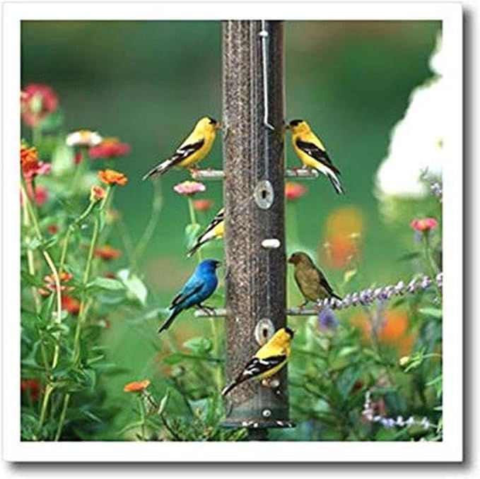 Amazon Com 3d Rose Indigo Bunting American Goldfinches And A