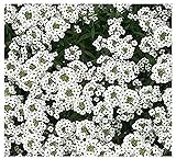 8000 Sweet Alyssum Seeds - Carpet of Snow - Great