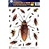 Amazon.com: Forum Novelties Cockroach Wall/Window Stickers, Brown ...