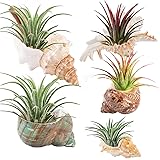 5 Pack Conch Sea Shell Air Plant Holder- Natural Conch Plant Pots Holder in 5 Styles Decorative Tillandsias Succulent Display