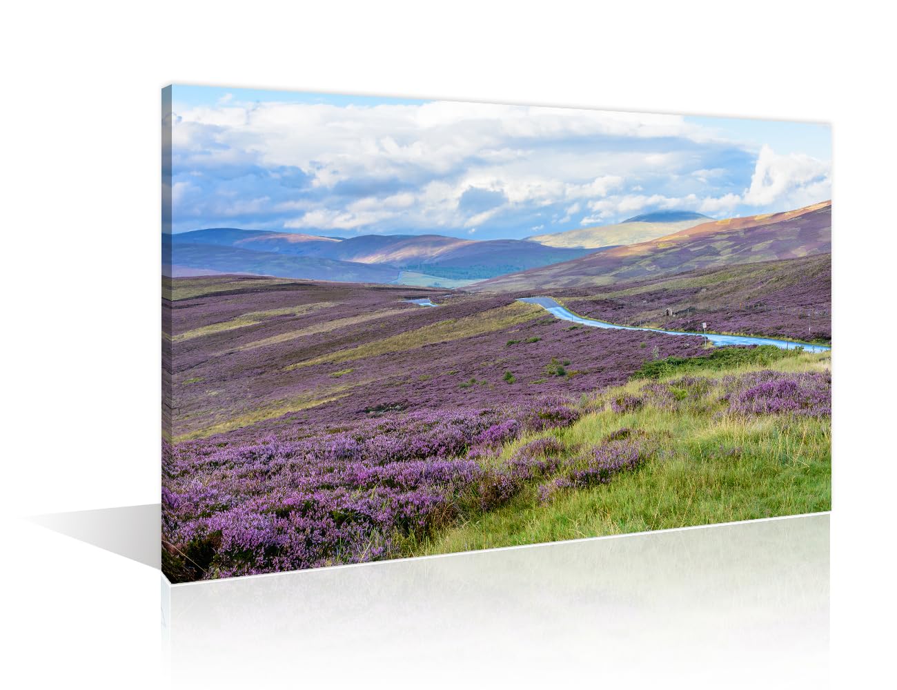 Wall Decorations for Living Room Cairngorms National Park in Northern Scotland Home Decor Purple Heather on the Gently Rolling Hills Wall Decor 1 Piece Posters and Prints Ready to Hang (16''Wx 24''H)