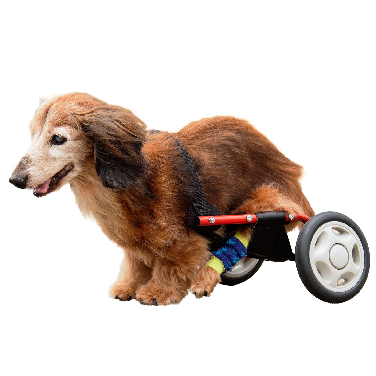 Photo 1 of ??????? PaletteLife Adjustable Dog Wheelchair (for Miniature Dachshund), hind Legs Rehabilitation, Light Weight Pet Supplies, Dog Cart, Wheels