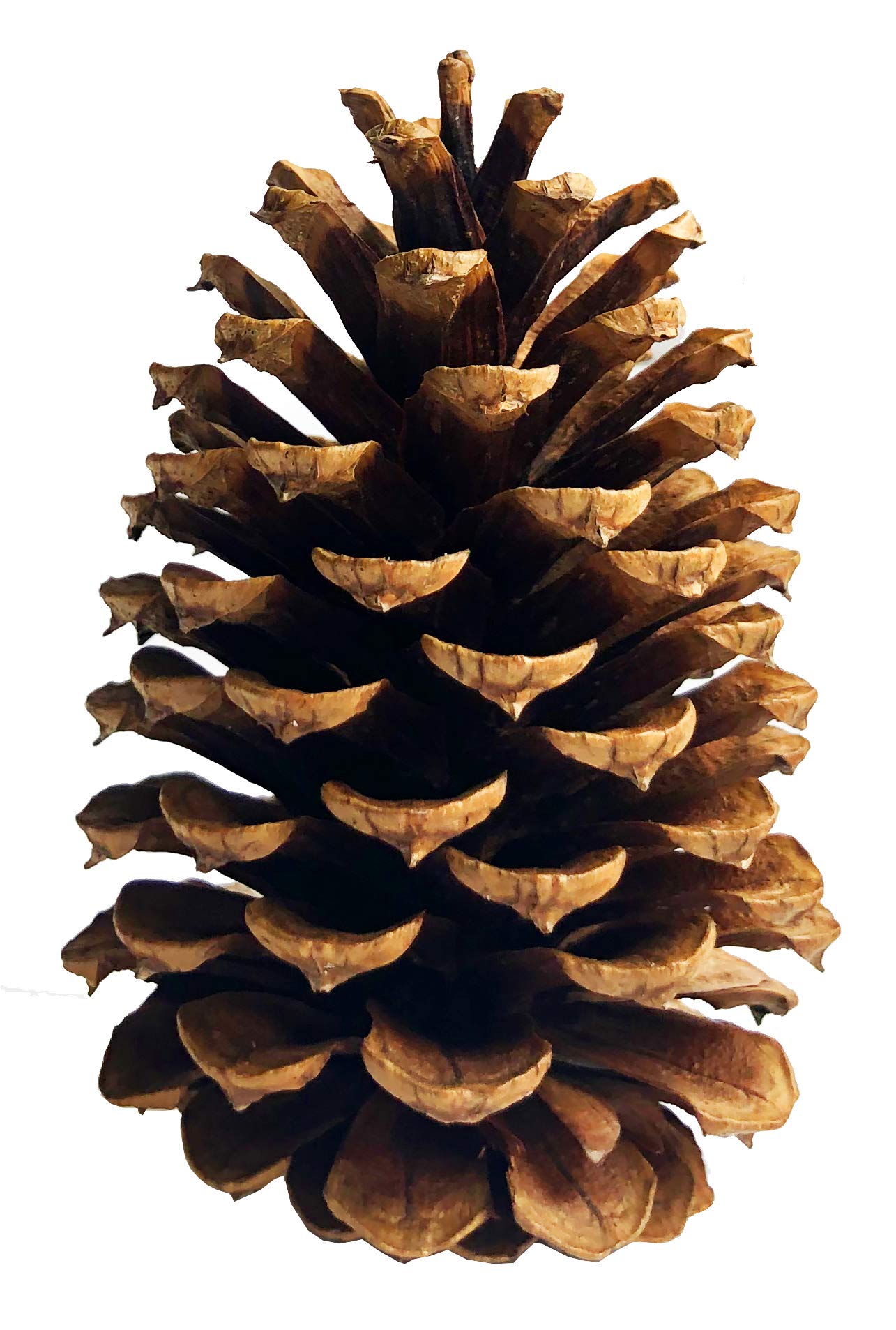 Photo 1 of 10 Large PineCones 4" to 6” Tall Bulk Package All Natural, Bug Free, and Perfect for Crafting for Home Accent Decor Pine Cones - UNSCENTED (10)