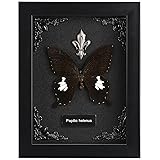 Real Butterfly Framed Butterfly Taxidermy