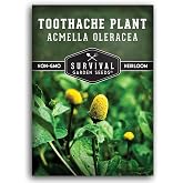 Toothache Plant Seeds for Planting - 1 Pack | Acmella Oleracea Spilanthes Buzz Button Electric Daisy, Heirloom Non-GMO Open Pollinated - Survival Garden Seeds