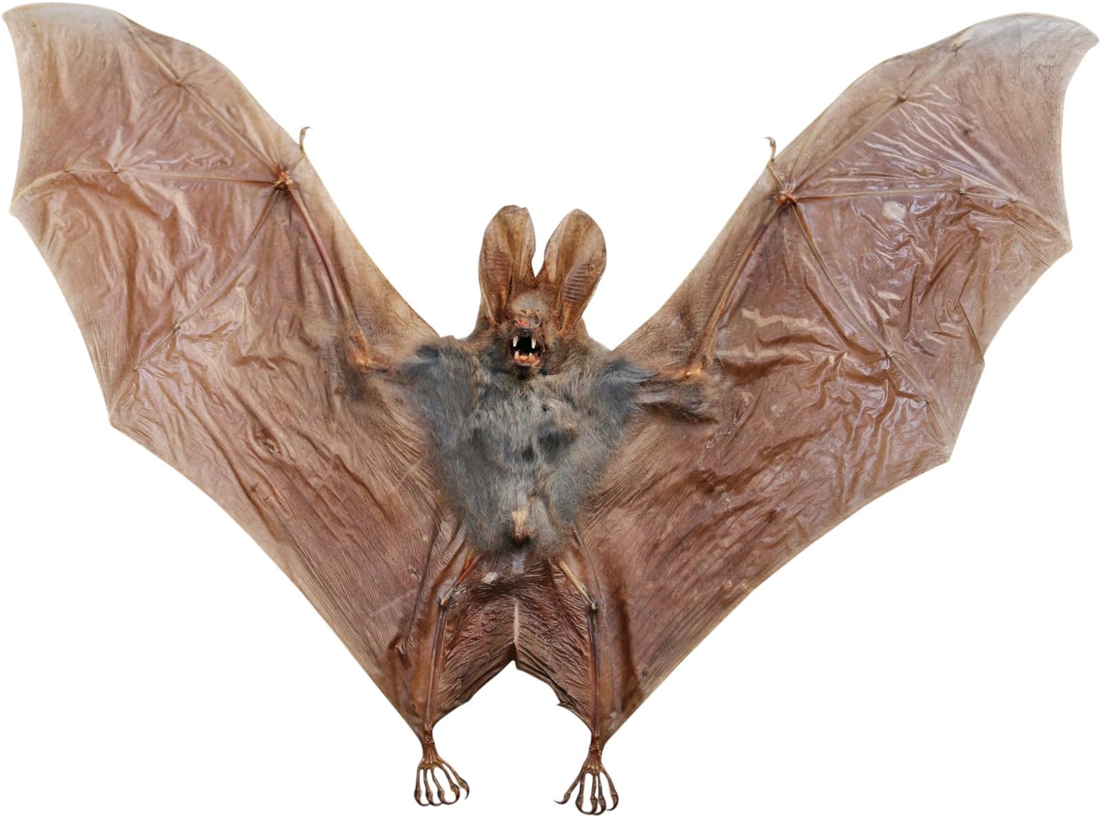 Taxidermy The bicolored roundleaf bat (Hipposideros bicolor) Hanging Specimen 10cm | Scientific Study, Biology, Educational
