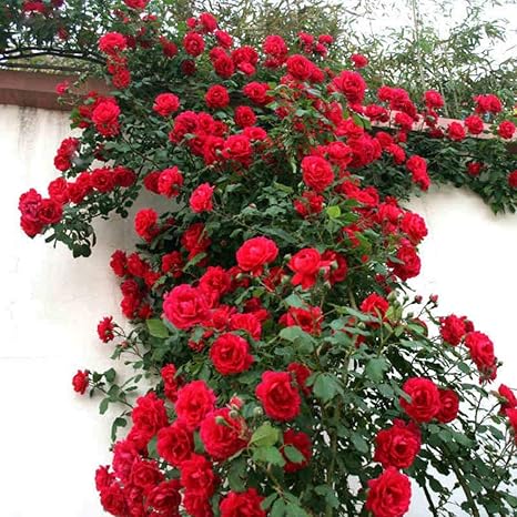 Wintefei 50 Red Rose Seeds Diy Home Garden Balcony Yard Flower