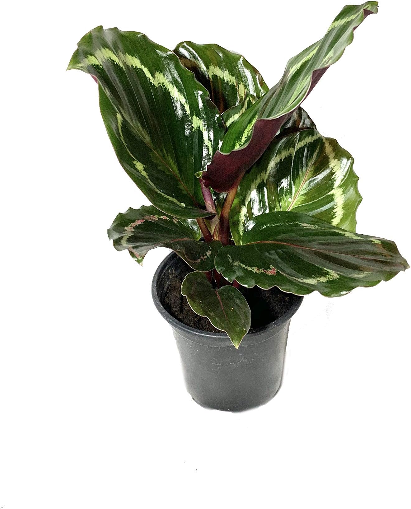 Calathea Medallion - 3 Live Plants in 4 Inch Pots - Calathea Roseopicta - Beautiful Easy to Grow Air Purifying Indoor Plant