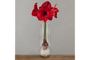 Chalily Amaryllis Bulb Kit: Red Lion in Stunning Custom Glass Vase NO Messy Soil Necessary Indoor Flowers and Blooms Many Color Options Red, Pink, White