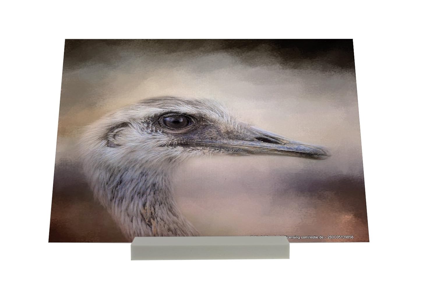 Vogel Bild Vogel Strauss Verwandte