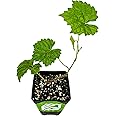 Alachua Muscadine Grape Vine - Vitis rotundifolia - Wellspring Gardens Starter Plant - Live Plant for Outdoor Gardens - Vigorous Grapevine Plants - Ideal for Fruit Gardening in Patio and Garden