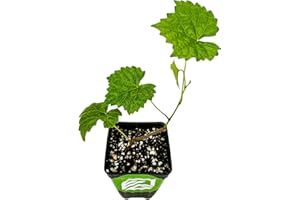 Alachua Muscadine Grape Vine - Vitis rotundifolia - Wellspring Gardens Starter Plant - Live Plant for Outdoor Gardens - Vigorous Grapevine Plants - Ideal for Fruit Gardening in Patio and Garden