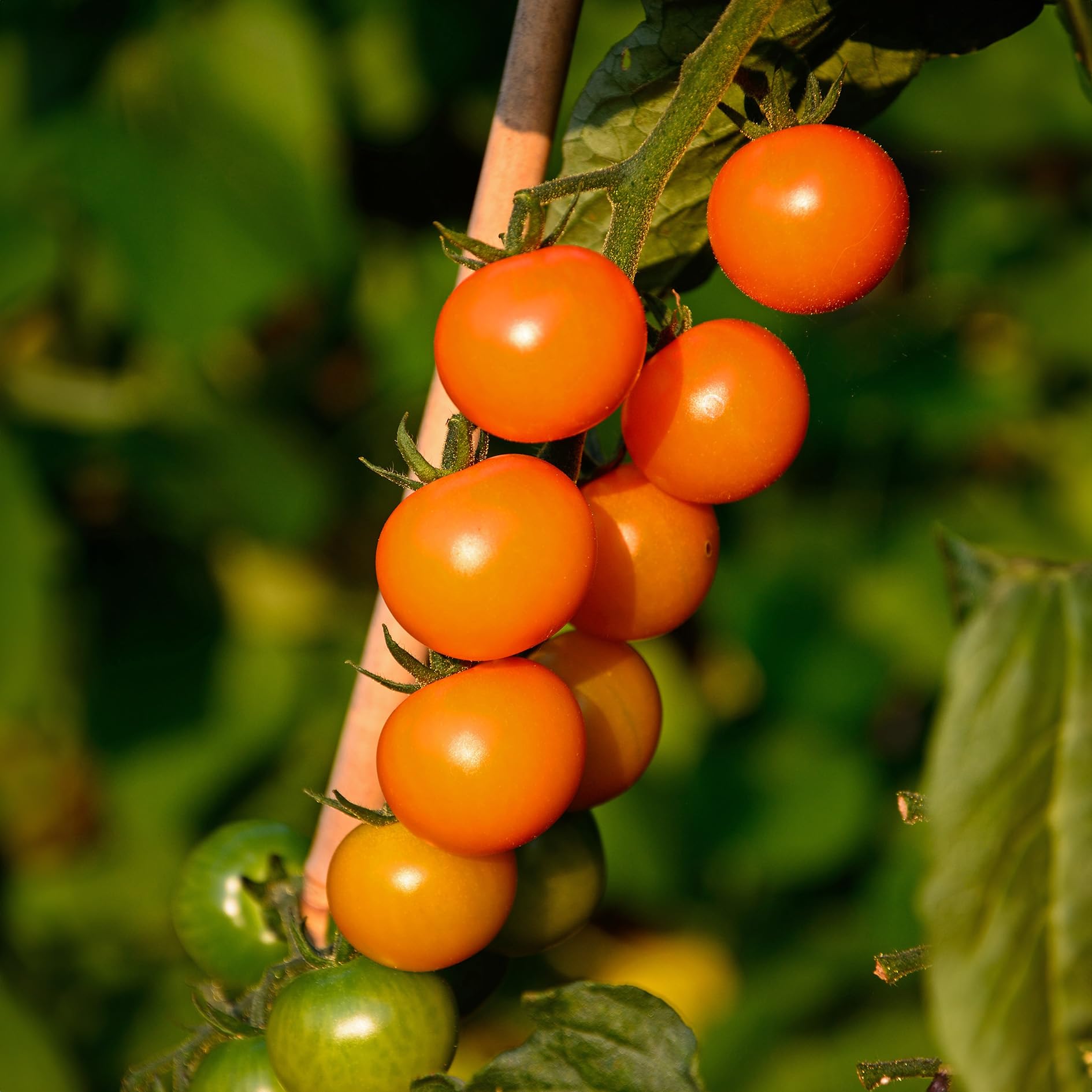 PREMIER SEEDS DIRECT - Cherry Tomato - SUNGOLD F1-10 Finest Seeds