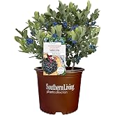 Southern Living 2 Gal. Blueberry Hello Darlin Shrub