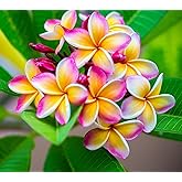 5 Plumeria Rubra Flowering Shrub Seeds for Planting - Rare Perennial Flowers - Flowering Shrub for Gardens, Patios &amp; Containers