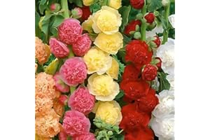 VISTATU 350+ Hollyhock Seeds Carnival Mix Giant Mallow Double Hollyhock Flowers Seed Perennial Outdoor Home Garden Flower