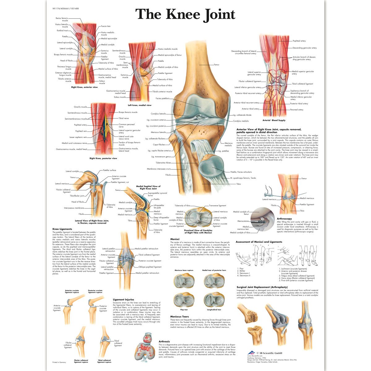 3B Scientific The Knee Joint Chart Laminated Version