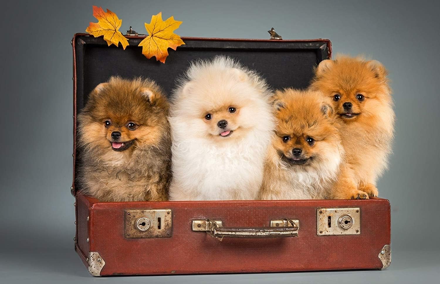 WiHome 5D Diamond Painting Kits for Adults Full Drill Pomeranian Puppy Embroidery Rhinestone Painting