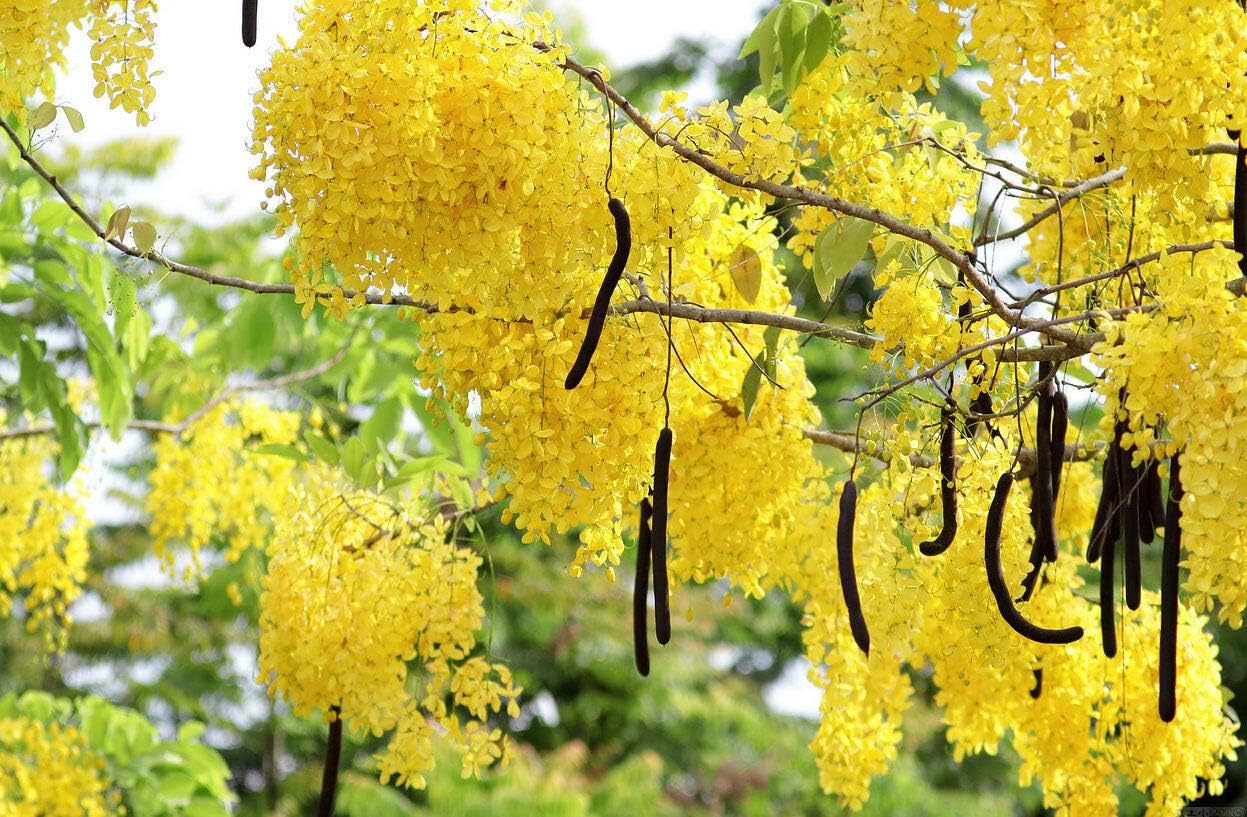 Cassia Fistula | Canafistula | Purging Cassia | Golden Rain Tree | 10_Seeds
