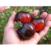 KIRA SEEDS - Seeds Black Cherry Tomato - Heirloom Vegetable - GMO Free