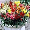 SeedsUP - 700+ Dwarf Snapdragon - Flower Mix
