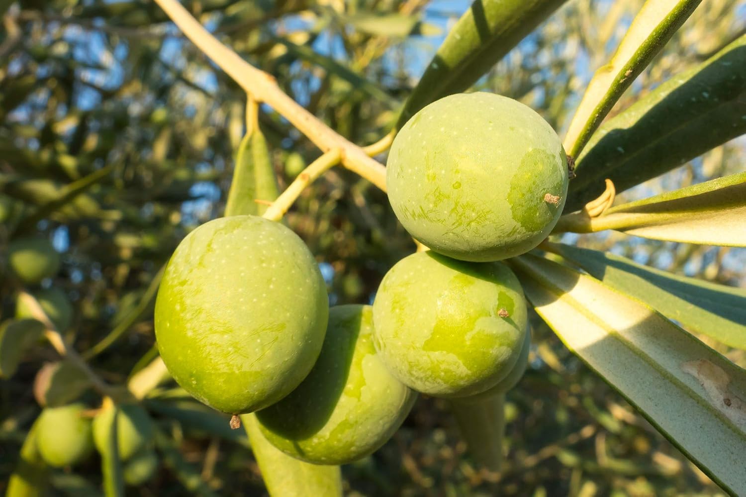 PePePlant - Olivo JUNIOR (olea europea) Árbol frutal. Perfecto ...