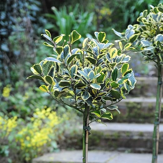 Holly Bush Outdoor Garden Patio Tree Standard Ilex A Hardy Plant