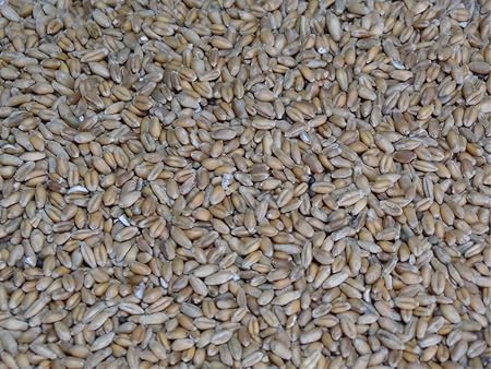 Bio Weizen, Hühnerfutter im 30kg Sack