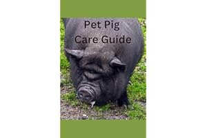 Pet Pig Care Guide