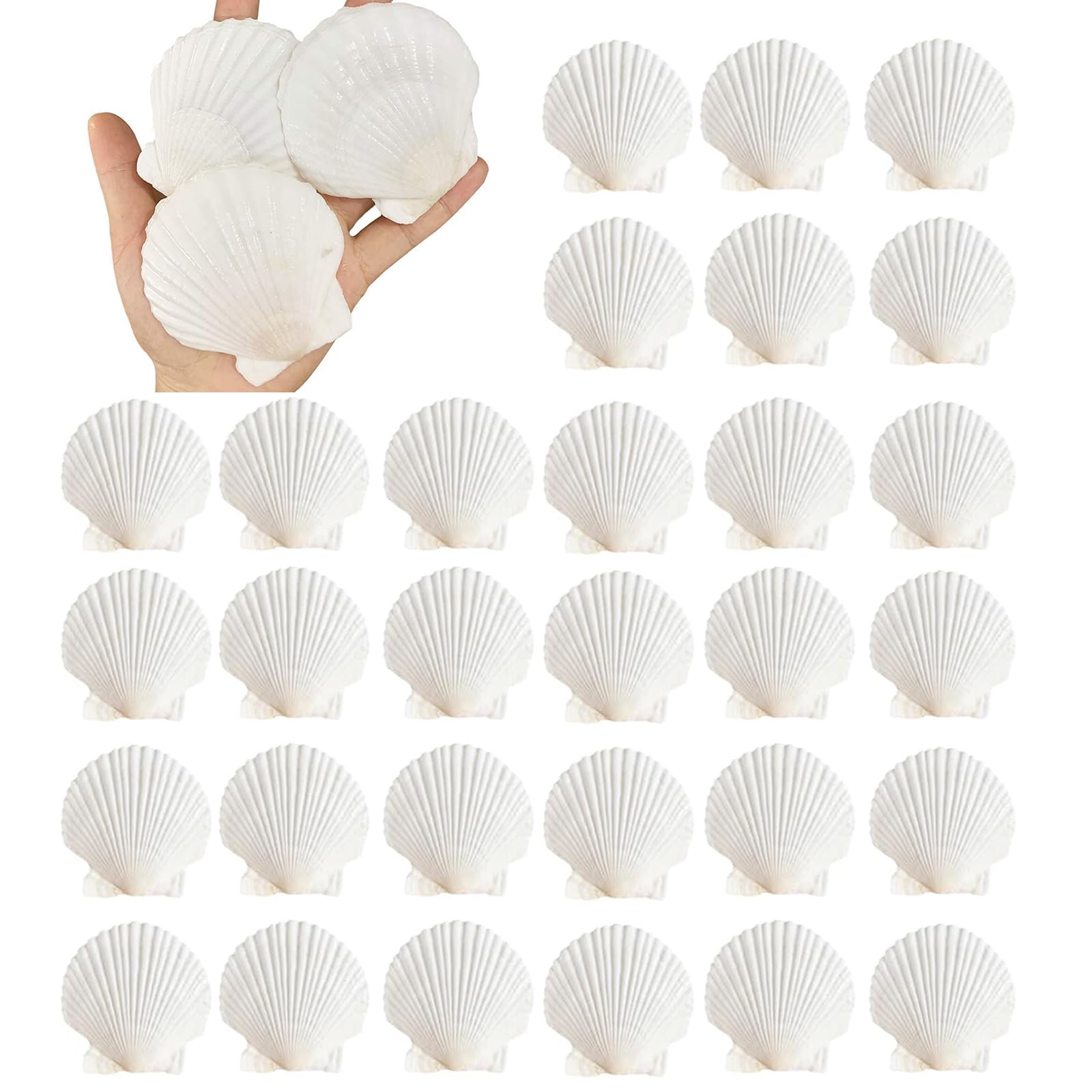 Photo 1 of 30PCS Natural Scallop Shells 2.3''-3'' White Sea Shells for DIY Craft Making, Hand Painting, Ocean Themed Party and Home Décor