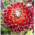 Akita Dahlia - 5 Gallon Size Bareroot Tuber Red - Striking Red Blooms for Spring Planting 2025 - Ideal for Gardens and Containers
