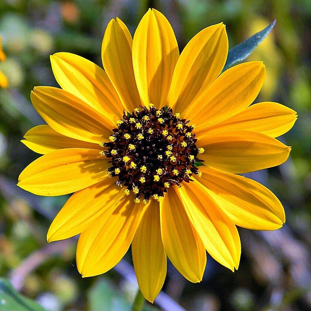 Beach Sunflower Helianthus debilis 10 Seeds Garden & Outdoor