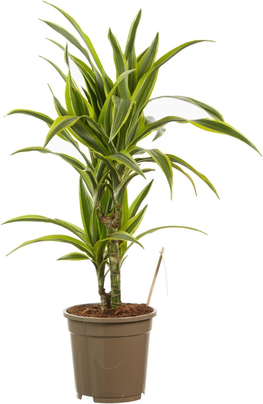 Indoor Plant from Botanicly – Dragon Tree – Height: 70 cm, 2 Stems – Dracaena derem. Lemon Lime