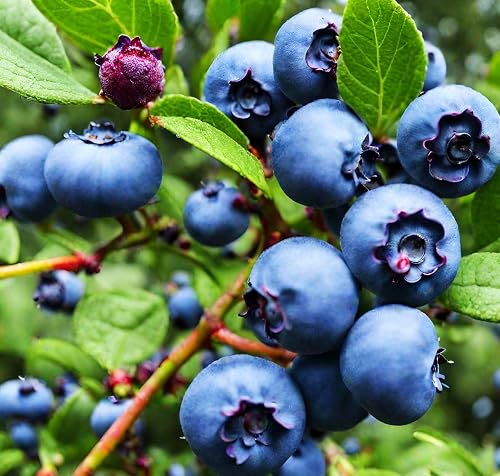Blueberry 50 Seeds - Blueberries Seeds for Planting, Dwarf Blueberry Bush  Seeds for Planting Indoors in Kenya | Whizz Fruits