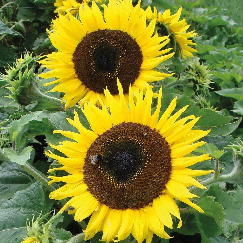 Sunflower 'Choco Sun' Seeds Hardy Annual Flowering Garden Plants Easy to Grow Your Own 1 Packet of 10 Seeds by Thompson and Morgan