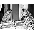 Posterazzi Cheetah looking in mirror Poster Print by Emma Rian, (11 x 14)