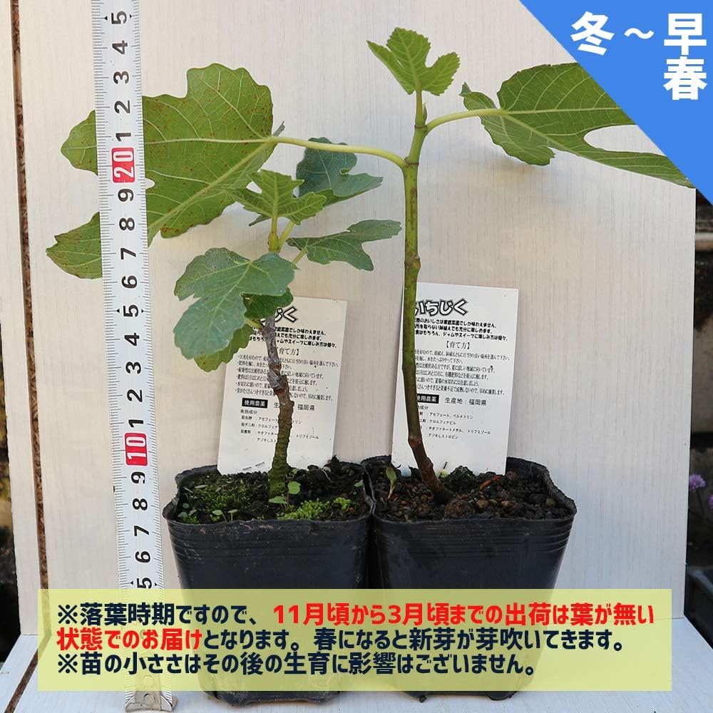 Amazon ミニイチジク アーチペル 果樹苗9cmポット 2個セット 果物