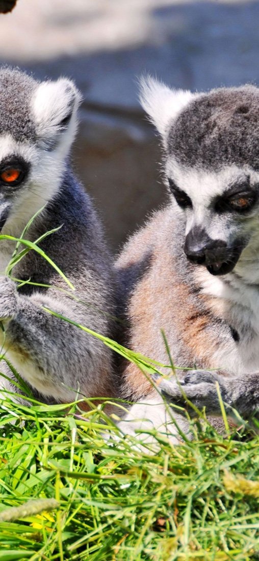 PeelitStickit Cute Three aminals, Animal Wall Murals ID-189, vinyl